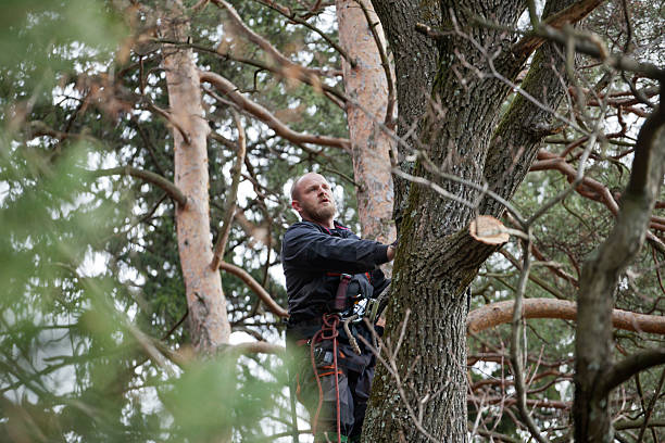 Best Tree Trimming and Pruning  in Lost Hills, CA